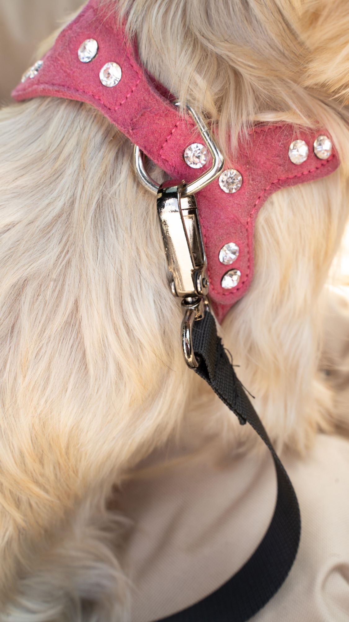 Seggiolino auto per auto da auto da cesto animaleood per il cane Julian